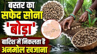 बस्तर का सफेद सोना 'बोड़ा', बारिश में निकलता है अनमोल खजाना Bastar #Boda #WhiteGold
