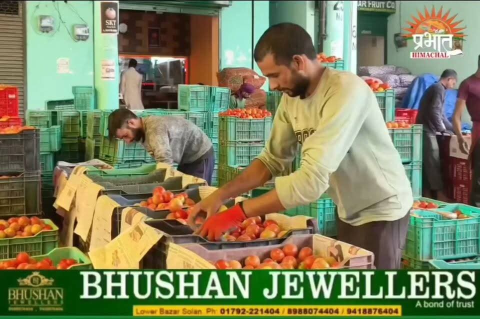 टमाटर के दामों में जबरदस्त गिरावट, 30 जून को 50 से 500 रुपये प्रति क्रेट के हिसाब से बिका टमाटर..
#Solan #SolanNews #SolanMandi #HimachalNews #HimachalFarmers #SabziMandi #MandiRates #LocalNews #फ्रांसबीन #FranceBeans #BeanPrice #VegetableMarket #MandiBhav #MandiUpdate #SolanMandi #HimachalMandi #KisanNews #Farmers #VegetablePrices #Agriculture #HimachalPradesh #FreshVegetables #MarketUpdate #30June2026 #BreakingNews #DailyMandi #Kisan #IndiaFarming