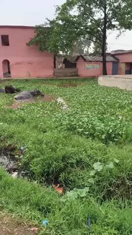 Madhya Vidyalay Golahu nathnagar prakhand panchayat belkhariya