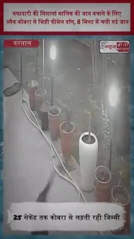 वफादारी की मिसाल! मालिक की जान बचाने के लिए ब्लैक कोबरा से भिड़ी फीमेल डॉग, 8 मिनट में चली गई जान
#Dog #Cobra #Karnal