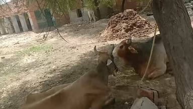 महामारी की कगार पर 14 JRK-B: बंद स्कूल के भवन में चल रही आंगनवाड़ी और पशु चिकित्सालय पर मंडराया संकट, पूर्व सरपंच और ग्रामीणों ने खोला मोर्चा
#Lalbahadurbhakharjournalist L.b. Bhakhar
पीलीबंगा/हनुमानगढ़ :- #लालबहादुर_भाखर
क्षेत्र की ग्राम पंचायत डबली बांस पेमा के गांव 14 केआरके बी (14 JRK-B) से सरकारी संपत्ति की अनदेखी और नौनिहालों के स्वास्थ्य से खिलवाड़ का एक बेहद गंभीर मामला सामने आया है। यहां कभी बच्चों की किलकारियों से गूंजने वाला राजकीय प्राथमिक विद्यालय अब प्रशासनिक लापरवाही और स्थानीय लोगों की मनमानी के कारण 'बीमारियों का घर' बनता जा रहा है।
मामले की गंभीरता को रेखांकित करते हुए क्षेत्र के पूर्व सरपंच बालचंद ज्याणी ने बताया कि इस परिसर में पहले कक्षा 5 तक का सरकारी स्कूल संचालित होता था। बाद में शिक्षा विभाग के नियमानुसार इस स्कूल को बड़े विद्यालय में मर्ज (विलय) कर दिया गया। स्कूल शिफ्ट होने के बाद इस पुराने भवन को खाली छोड़ने के बजाय जनहित में इसमें एक आंगनवाड़ी केंद्र और एक पशु चिकित्सालय का संचालन शुरू किया गया।
लेकिन विडंबना देखिए, जिस भवन से गांव के मासूम बच्चों का भविष्य और मूक पशुओं का स्वास्थ्य जुड़ा है, उसकी सुध लेने वाला आज कोई नहीं है। पूर्व सरपंच ज्याणी ने चिंता जताते हुए कहा कि इस समय विभाग और ग्राम पंचायत प्रशासन सफ़ाई व्यवस्था की ओर रत्ती भर भी ध्यान नहीं दे रहे हैं।
मनफूल ज्याणी, विनोद ज्याणी सहित ग्रामीणों और पूर्व सरपंच के अनुसार, ग्राम पंचायत प्रशासन की कथित शिथिलता का फायदा उठाकर कुछ रसूखदार और स्थानीय लोगों ने इस सरकारी भवन की खाली पड़ी जमीनों पर अवैध रूप से अतिक्रमण करना शुरू कर दिया है। हद तो तब हो गई जब लोगों ने इस परिसर को कचरा डालने की जगह (डंपिंग यार्ड) समझ लिया है। जगह-जगह कचरे, गंदगी और मलबे के ढेर लग चुके हैं। सरकारी संपत्ति पर सरेआम हो रहे इस अतिक्रमण को लेकर ग्राम पंचायत प्रशासन पूरी तरह मूकदर्शक (मौन) बना हुआ है, जिससे ग्रामीणों में भारी आक्रोश है।
इस पूरे मामले का सबसे डरावना पहलू यह है कि इसी गंदगी के ढेर के बीच आंगनवाड़ी केंद्र में गांव के छोटे-छोटे मासूम बच्चे (नौनिहाल) बैठने को मजबूर हैं।
"परिसर की उचित देखरेख और मॉनिटरिंग न होने से स्थिति बद से बदतर होती जा रही है। आगे मौसम बदलेगा और बारिश या उमस का दौर शुरू होगा, तो इस गंदगी के साम्राज्य के कारण पूरे गांव में मौसमी संक्रमण और जानलेवा बीमारियां फैलने का साफ खतरा है।;
"बालचंद ज्याणी, पूर्व सरपंच एवं स्थानीय ग्रामीण;
डॉक्टरों की मानें तो इस तरह के दूषित माहौल में रहने से बच्चों में डायरिया, टायफाइड, त्वचा रोग और सांस से जुड़े गंभीर इन्फेक्शन (संक्रमण) का खतरा कई गुना बढ़ जाता है। साथ ही, इलाज के लिए आने वाले पशुओं में भी संक्रमण फैलने का डर बना हुआ है।
गांव 14 JRK-B के जागरूक नागरिकों और पूर्व जनप्रतिनिधियों ने उपखंड प्रशासन, शिक्षा विभाग और संबंधित उच्चाधिकारियों से मांग की है की
राजकीय भवन के परिसर से तुरंत अवैध अतिक्रमण और कचरा हटाते हुए पूरे परिसर की युद्धस्तर पर विशेष सफाई करवाई जाए।भविष्य में गंदगी न हो, इसके लिए पुख्ता मॉनिटरिंग व्यवस्था लागू कर बच्चों व पशुओं के स्वास्थ्य की सुरक्षा सुनिश्चित की जाए।
अगर समय रहते प्रशासन ने इस अव्यवस्था पर ध्यान नहीं दिया, तो नौनिहालों के स्वास्थ्य के साथ होने वाले इस खिलवाड़ का खामियाजा पूरे क्षेत्र को भुगतना पड़ सकता है।
संवाददाता पत्रकार लालबहादुर भाखर
9875131305
7014718676📞📞☎️☎️✅✅