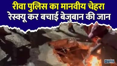 रीवा पुलिस बनी बेजुबानों की फरिश्ता, नाले में फंसी गाय को बचाया
#Rewa #RewaPolice #MadhyaPradesh #CowRescue #AnimalRescue #HumanityFirst #PoliceHeroes #GoodNews #RescueOperation #Compassion #PublicService #TrendingNews #ViralNews #IndiaNews #PositiveStory