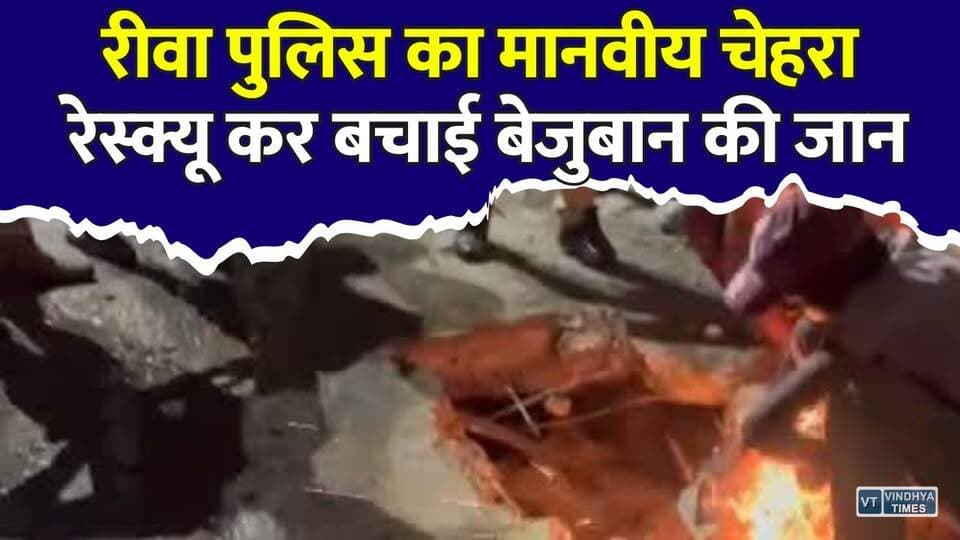 रीवा पुलिस बनी बेजुबानों की फरिश्ता, नाले में फंसी गाय को बचाया
#Rewa #RewaPolice #MadhyaPradesh #CowRescue #AnimalRescue #HumanityFirst #PoliceHeroes #GoodNews #RescueOperation #Compassion #PublicService #TrendingNews #ViralNews #IndiaNews #PositiveStory