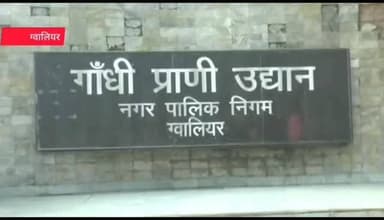 🐆 ग्वालियर के गांधी प्राणी उद्यान में रह रहा 20 वर्षीय बुजुर्ग नर तेंदुआ बीमार हो गया है। उम्र संबंधी समस्याओं के चलते उसने ठोस आहार लेना बंद कर दिया है। मंगलवार शाम करीब 7:30 बजे प्रबंधन ने इसकी जानकारी दी। फिलहाल विशेषज्ञ डॉक्टरों की टीम उसकी लगातार निगरानी कर रही है और उसे चिकन सूप व अन्य पौष्टिक तरल आहार दिए जा रहे हैं।
वर्ष 2018 में सोनचिरैया अभयारण्य क्षेत्र से रेस्क्यू कर लाए गए इस तेंदुए के दोनों पंजे एक दुर्घटना में क्षतिग्रस्त हो गए थे। अब बढ़ती उम्र के कारण उसकी सेहत फिर चिंता का विषय बन गई है।
🔗 Facebook: https://facebook.com/thexposeexpress
📸 Instagram: https://instagram.com/thexposeexpress
📺 YouTube: https://youtube.com/@thexposeexpress
#Gwalior #Leopard #GandhiPraniUdyan #GwaliorZoo #Wildlife AnimalCare MadhyaPradesh GwaliorNews BreakingNews TheXposeExpress MPNews WildlifeConservation RescueAnimal TrendingNewsहम दिखाते हैं वो जो सब छुपाते हैं... The Xpose Express 📰