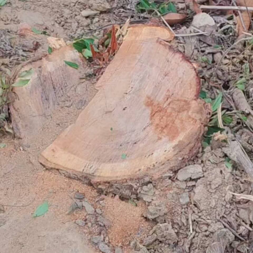 यमुनानगर में खैर के पेड़ों पर संकट! मेहरनीवाला जंगल में कटान से वन विभाग की निगरानी पर सवाल।।
Youtube link 🔗
https://youtube.com/shorts/GUb0hiphTeE?si=Aq1Q4KaEuighT45B
#Yamunanagar
#HaryanaNews
#ForestCrime
#IllegalTreeCutting
#SaveForest
#SaveNature
#EnvironmentalIssue
#WildlifeProtection
#KhairTree
#ForestDepartment
#NatureConservation
#BreakingNews
#HaryanaUpdate