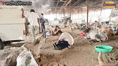 भादरिया गौशाला में मिला उम्मीद से बेहतर प्रबंधन, जांच टीम ने की जमकर तारीफ