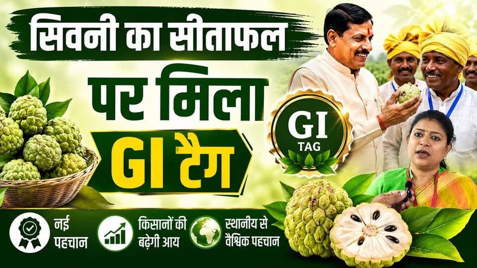 सिवनी के सीताफल को मिला GI Tag | किसानों के लिए बड़ी खुशखबरी | CM डॉ. मोहन यादव ने की मुलाकात
सिवनी के सीताफल को GI Tag मिलने का महत्व
किसानों की प्रतिक्रिया
उद्यान विभाग की जानकारी
मुख्यमंत्री डॉ. मोहन यादव की किसानों से मुलाकात
👉 वीडियो पसंद आए तो Like, Share और Channel Subscribe करना न भूलें।
#Seoni #Sitaphal #GITag #DrMohanYadav #Farmers #MadhyaPradesh #HKNews #Agriculture #CustardApple #BreakingNews