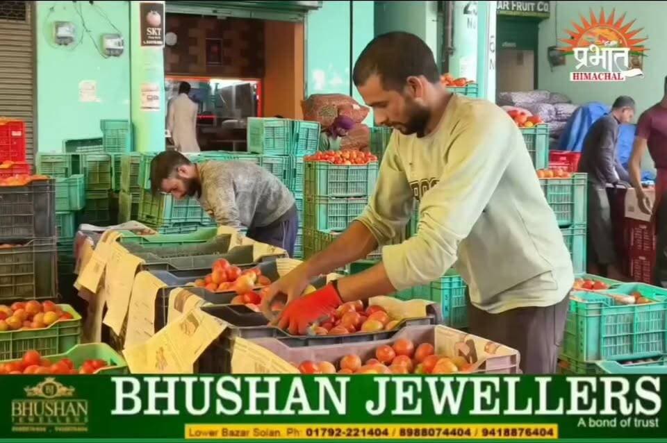 टमाटर के दामों में फिर आया उछाल...2 जुलाई 2026 को सोलन सब्जी मंडी में टमाटर 200 से 850 रुपए प्रति क्रेट के हिसाब से बिका...
#TomatoPrices #TomatoRate #SolanMandi #VegetableMarket #HimachalPradesh #Solan #Tomato #MandiUpdate #MarketUpdate #Agriculture #Farmers #VegetablePrices #FreshVegetables #HimachalNews #SolanNews #BreakingNews #PriceRise #TomatoPriceHike #MandiBhav #TodayUpdate #IndiaNews #MonsoonSeason #KisanNews #DailyMarket #NewsUpdate