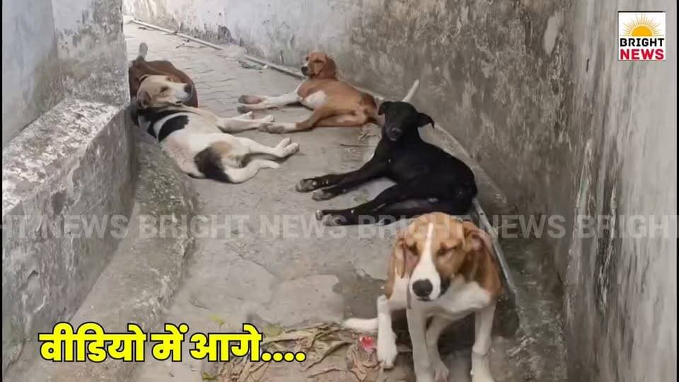 -#हमीरपुर -- स्ट्रीट डॉग्स को लगेंगे एआरवी रेबीज के टीके, नगर निगम चलाएगा स्पेशल अभियान...
#BrightNews #Hamirpur #NagarNigam #StreetDogs #ARV #RabiesVaccination #RakeshSharma #StrayDogs #AnimalBite #HPNews #HimachalPradesh #HimachalNews #Himachal24x7 #HimachalUpdate #HimachalLatestNews #HimachalSpotlight #PahadNews #HimachalBuzz #HimachalWala #HimachalNewsLive #HimachalHappenings #HimachalViral #HimachalTrending #HimachalUpdatesDaily #HimachalKhabar #CivicNews #PublicHealth #IndiaNews #BreakingNews #HimachalUpdateDaily #HimachalToday #HimachalBreaking
