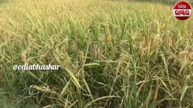 ବୁଡି ଅଞ୍ଚଳର ୭୯୬ ଚାଷୀଙ୍କୁ ବଡ଼ ଆଶ୍ୱସ୍ତି: ଧାନ ବିକ୍ରି ପାଇଁ ପଞ୍ଜୀକରଣକୁ ରାଜ୍ୟ ସରକାରଙ୍କ ସ୍ୱତନ୍ତ୍ର ଅନୁମତି
#odiabhaskar #odisha #jharasuguda #viralreels