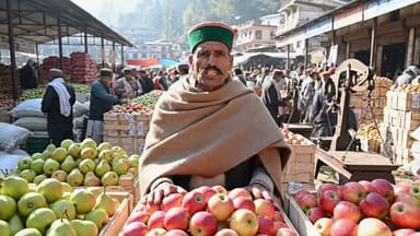 3 जुलाई 2026 को सोलन मंडी में चाइनीस गोल्डन 600 से 1400 रुपए प्रति हाफ बॉक्स , नाशपाती 2500 से ₹3500 और टाइड मैन 1800 से ₹2500 प्रति फुल बॉक्स बिका #apple #solan #himachal