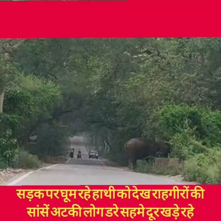जगाधरी पौंटासाहिब नेशनल हाईवे पर कलेसर के पास नेशनल पार्क से सड़क पर निकला हाथी, राहगीरों की अटकी सांसें
#hr71 #Sadora #jagadhri #YNR #dcynr #widelife #kalesarnationalparck #elephants #nhi
