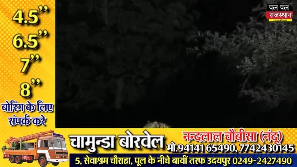 उदयपुर जिले के सायरा थाना क्षेत्र के नांदेशमा-ढोल मार्ग पर चामुंडा माता मंदिर के पास देर रात एक बार फिर पैंथर दिखाई दिया। ढोल के बड़गांव निवासी दो भाइयों ने सुरक्षित दूरी से पैंथर का वीडियो अपने मोबाइल में रिकॉर्ड किया, जो अब सोशल मीडिया पर तेजी से वायरल हो रहा है। हालांकि अब तक पैंथर ने किसी पर हमला नहीं किया है, लेकिन लगातार दिखाई देने से ग्रामीणों और राहगीरों में दहशत का माहौल है। वन विभाग से क्षेत्र में निगरानी बढ़ाने की मांग की जा रही है।
#udaipur #udaipur_khabar #udaipur_khabar #udaipurite #udaipur_updates #udaipurdairies #hindinews #udaipurnews #PalPalRajasthan #PalPalNewsRajasthan #Udaipur #Panther #Leopard #RajasthanNews #ViralVideo #Wildlife #breakingnews #udaipurvlog #hindinews #udaipurdairies
#jaipurCrime #Crime #Ajmernews #bhilwaranews #banswaranews #dungarpurnews
