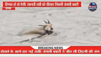 जीवन की सबसे कठिन परीक्षा... और हौसले की सबसे बड़ी जीत।
हिमाचल की उफनती रावी नदी में एक जंगली बकरी ने मौत को चुनौती देते हुए छलांग लगाई। तेज़ बहाव ने कई बार उसे बहाने की कोशिश की, लेकिन जीने की चाह और अदम्य साहस के आगे हर लहर हार गई। आखिरकार वह सुरक्षित दूसरे किनारे पहुंच गई।
यह दृश्य याद दिलाता है कि जब हौसला बुलंद हो, तो सबसे बड़ी मुश्किल भी छोटी पड़ जाती है।
हर बड़ी और सटीक हिमाचल खबर के लिए Ek Nazar Himachal News को फॉलो करें।
#EkNazarHimachalNews #Himachal #RaviRiver #WildGoat #Wildlife #Nature #HimachalNews #ViralVideo #Inspiring #LifeStruggle #NeverGiveUp #Courage #MountainLife #River #HimachalPradesh #TrendingNews #ViralReels #NatureLovers #AnimalRescue #Motivation