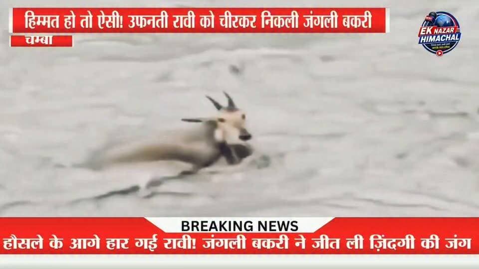 जीवन की सबसे कठिन परीक्षा... और हौसले की सबसे बड़ी जीत।
हिमाचल की उफनती रावी नदी में एक जंगली बकरी ने मौत को चुनौती देते हुए छलांग लगाई। तेज़ बहाव ने कई बार उसे बहाने की कोशिश की, लेकिन जीने की चाह और अदम्य साहस के आगे हर लहर हार गई। आखिरकार वह सुरक्षित दूसरे किनारे पहुंच गई।
यह दृश्य याद दिलाता है कि जब हौसला बुलंद हो, तो सबसे बड़ी मुश्किल भी छोटी पड़ जाती है।
हर बड़ी और सटीक हिमाचल खबर के लिए Ek Nazar Himachal News को फॉलो करें।
#EkNazarHimachalNews #Himachal #RaviRiver #WildGoat #Wildlife #Nature #HimachalNews #ViralVideo #Inspiring #LifeStruggle #NeverGiveUp #Courage #MountainLife #River #HimachalPradesh #TrendingNews #ViralReels #NatureLovers #AnimalRescue #Motivation