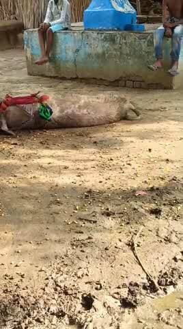 किसी का भी सुगरा खो गया है तो ग्राम डोंगरपुरा में पकड़ लिया h जगमोहन or दाताराम जामदार के यहां है