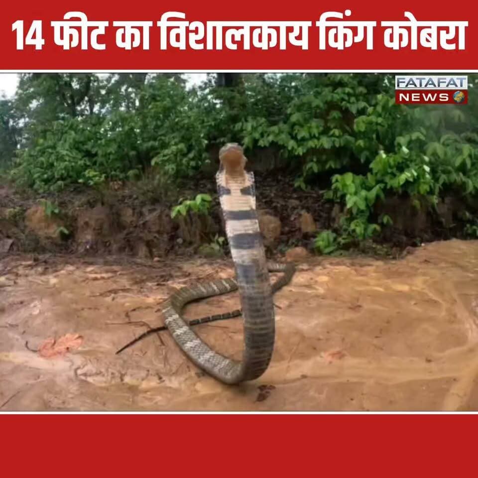 छत्तीसगढ़ के कोरबा (पसरखेत रेंज) से एक रोंगटे खड़े कर देने वाला वीडियो सामने आया है। यहाँ हाटी मुख्य मार्ग पर रिमझिम बारिश के बीच अचानक एक 14 फीट लंबा विशालकाय किंग कोबरा सड़क किनारे आकर बैठ गया। इतने भारी-भरकम सांप को देखकर राहगीरों के होश उड़ गए और सड़क पर वाहनों का आवागमन पूरी तरह थम गया। इस अद्भुत और डरावने नजारे को देखने के लिए मौके पर लोगों की भारी भीड़ जमा हो गई।
घटना की जानकारी मिलते ही वन विभाग की रेस्क्यू टीम मौके पर पहुंची। बेहद खतरनाक और फुर्तीले किंग कोबरा को काबू में करने के लिए टीम को करीब 1 घंटे तक कड़ी मशक्कत करनी पड़ी। आखिरकार सूझबूझ के साथ सांप का सुरक्षित रेस्क्यू किया गया और उसे बिना कोई नुकसान पहुंचाए घने जंगल में छोड़ दिया गया, जिसके बाद स्थानीय लोगों और राहगीरों ने राहत की सांस ली।
#Chhattisgarh #Korba #KingCobra #WildlifeRescue #SnakeRescue #MonsoonDiaries #ForestDepartment #ViralNews #NatureLovers #BreakingNews #FatafatNews