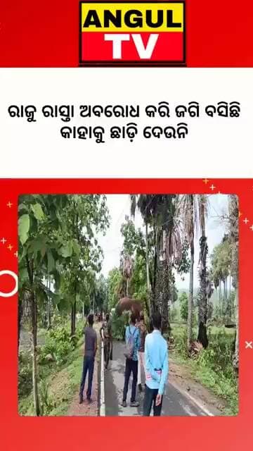 #ଚର୍ଚ୍ଚାରେ_ଥିବା_ହାତୀ_ରାଜୁ_ଏବେ_କଣିହାଁରେ#elephant #elephantrescue #elephantraju #raju #roadblock