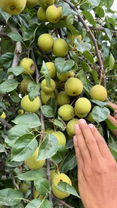 नासपाती का पोधा
रील #रील #