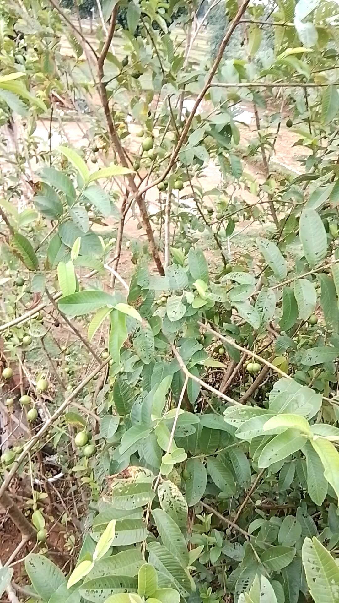 Gram sarwahi kala taja khabar