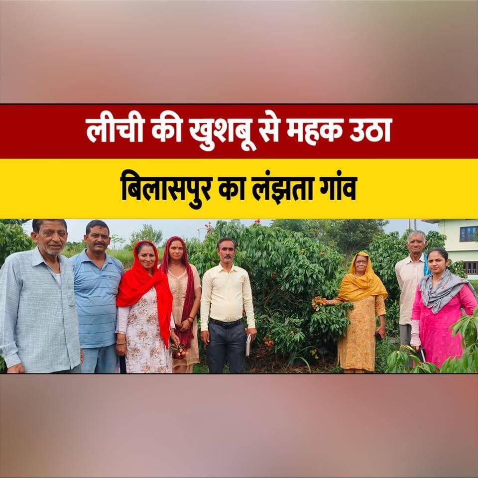 लीची की खुशबू से महक उठा बिलासपुर का लंझता गांव,
13.5 हेक्टेयर में 10 हजार लीची के पौधे
#Bilaspur #HimachalPradesh #Litchi #LitchiFarming #Horticulture #Farmers #AgriSuccess #RuralIndia #OrganicFarming #AgricultureIndia #thesummernewshimachal