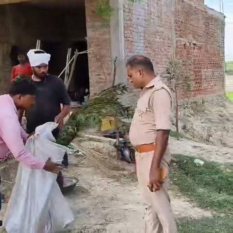 अज्ञात वाहन की टक्कर से राष्ट्रीय पक्षी मोर की मौत, वन विभाग ने शुरू की जांच
फतेहपुर के सियाड़ी गांव के पास हादसा, पोस्टमार्टम के बाद पूरे सम्मान से होगा अंतिम संस्कार
वन्यजीव संरक्षण पर फिर उठे सवाल, ग्रामीणों ने सुरक्षा के प्रभावी इंतजाम की मांग की
✒️ रिपोर्ट सहयोगी मुन्ना यादव नाजिया परवीन
फतेहपुर (उत्तर प्रदेश) जिले के हथगाम थाना क्षेत्र के सियाड़ी गांव के समीप अज्ञात वाहन की टक्कर से भारत के राष्ट्रीय पक्षी मोर की मौत हो गई। घटना की सूचना मिलने पर स्थानीय पुलिस और वन विभाग की टीम मौके पर पहुंची तथा शव को कब्जे में लेकर आवश्यक कानूनी प्रक्रिया शुरू की। वन विभाग के अनुसार पोस्टमार्टम के बाद राष्ट्रीय पक्षी का पूरे सम्मान के साथ अंतिम संस्कार किया जाएगा।
उत्तर प्रदेश के फतेहपुर जनपद के हथगाम थाना क्षेत्र स्थित सियाड़ी गांव के समीप एक दर्दनाक सड़क हादसे में भारत के राष्ट्रीय पक्षी मोर की मौत हो गई। बताया जा रहा है कि किसी अज्ञात वाहन ने सड़क पार कर रहे मोर को टक्कर मार दी, जिससे उसकी मौके पर ही मौत हो गई।
घटना की जानकारी मिलते ही आसपास के ग्रामीण मौके पर पहुंच गए और तत्काल पुलिस एवं वन विभाग को सूचना दी। सूचना पर छिवलहा पुलिस चौकी से कांस्टेबल विजय कुमार एवं विपिन यादव मौके पर पहुंचे। पुलिस ने मृत मोर को कब्जे में लेकर वन विभाग के फॉरेस्ट गार्ड आशीष कुमार को सुपुर्द कर दिया।
इसके बाद वन विभाग की टीम ने घटनास्थल का निरीक्षण कर आवश्यक कार्रवाई शुरू की। खागा रेंज के वनरक्षक शव को अपने साथ ले गए। विभाग का कहना है कि पोस्टमार्टम रिपोर्ट के आधार पर आगे की कार्रवाई की जाएगी तथा अज्ञात वाहन की पहचान के प्रयास भी किए जाएंगे।
रेंज फॉरेस्ट ऑफिसर गौरव सिंह ने बताया कि राष्ट्रीय पक्षी मोर के शव का पोस्टमार्टम कराया जाएगा। पोस्टमार्टम के उपरांत पूरे सम्मान के साथ उसका अंतिम संस्कार किया जाएगा।
उल्लेखनीय है कि मोर को वर्ष 1963 में भारत का राष्ट्रीय पक्षी घोषित किया गया था। यह वन्यजीव संरक्षण अधिनियम, 1972 के तहत संरक्षित प्रजाति है। ऐसे में इसकी मृत्यु का प्रत्येक मामला वन विभाग गंभीरता से दर्ज करता है।
घटना के बाद क्षेत्रीय लोगों ने वन्यजीवों की सुरक्षा के लिए सड़क किनारे चेतावनी संकेतक, संवेदनशील क्षेत्रों में वाहन गति नियंत्रण तथा नियमित निगरानी की मांग की है।
वन्यजीवों की सुरक्षा केवल सरकारी विभागों की नहीं, बल्कि समाज की भी साझा जिम्मेदारी है। सड़क दुर्घटनाओं में संरक्षित वन्यजीवों की मौत चिंता का विषय है। विशेषज्ञों का मानना है कि संवेदनशील क्षेत्रों में वाहन चालकों द्वारा निर्धारित गति सीमा का पालन और वन विभाग द्वारा जागरूकता अभियान ऐसी घटनाओं को कम करने में महत्वपूर्ण भूमिका निभा सकते हैं।
🟥 ND NEWS | दैनिक निष्पक्ष धारा की अपील
एनडी न्यूज़ सभी वाहन चालकों से अपील करता है कि वन क्षेत्रों एवं ग्रामीण मार्गों पर निर्धारित गति सीमा का पालन करें तथा वन्यजीव दिखाई देने पर वाहन की रफ्तार धीमी कर दें। प्रशासन एवं वन विभाग से अनुरोध है कि संवेदनशील क्षेत्रों में चेतावनी बोर्ड, स्पीड कंट्रोल उपाय और नियमित निगरानी की व्यवस्था को और प्रभावी बनाया जाए, ताकि भविष्य में ऐसी घटनाओं की पुनरावृत्ति न हो।
जनहित में सुझाव
वन क्षेत्र एवं ग्रामीण सड़कों पर वाहन नियंत्रित गति से चलाएं।
वन्यजीव दिखाई देने पर हॉर्न का अनावश्यक प्रयोग न करें।
किसी संरक्षित वन्यजीव के घायल या मृत मिलने पर तुरंत वन विभाग या पुलिस को सूचना दें।
सड़क किनारे वन्यजीव चेतावनी संकेतों का पालन करें।
वन्यजीव संरक्षण के प्रति जन-जागरूकता बढ़ाने में सहयोग करें।
👇👇👇
#NDNews #दैनिकनिष्पक्षधारा #Fatehpur #Hathgam #NationalBird #Peacock #Wildlife #ForestDepartment #WildlifeProtection #BreakingNews #Environment #RoadSafety
👇👇👇
@dgpup
@RSSorg
@UPGovt
@RSSgeet
@wpl1090
@Uppolice
@MIB_India
@PMOIndia
@HMOIndia
@VHPDigital
@InfoDeptUP
@myogioffice
@homeupgov
@CMOUP_RC
@CMOfficeUP
@ChiefSecyUP
@ChiefSecyUP
@MahantYogiG
@UpPolicemitra
@BajrangDalOrg
@UPPViralCheck
@rashtrapatibhvn
@112UttarPradesh
@UPMahilakalyan
@myogiadityanath
@UPForestGov
👇👇
🟥 NDNEWS | दैनिक निष्पक्ष धारा
मुख्य संपादक/संस्थापक: राजन सिंह हाड़ा
सह-संपादक:शालिनी सिंह भदौरिया
📍कार्यालय-3: U158,हीरा स्वीट्स के पास,विकास मार्ग,लक्ष्मी नगर,पूर्वी दिल्ली,110092 (NCR)
📍कार्यालय-2: विधानसभा रोड, बर्लिंगटन चौराहा, लखनऊ – 226001 (UP)
📍कार्यालय-1: 1/1 अटल बिहारी चौराहा,नियर बर्मा चौराहा,फतेहपुर – 212601 (UP)
📅 दिनांक: 06 जुलाई 2026
📆 दिन: सोमवार
📧 Email: ndnewschannel@gmail.com
📞 मोबाइल: 9696119696