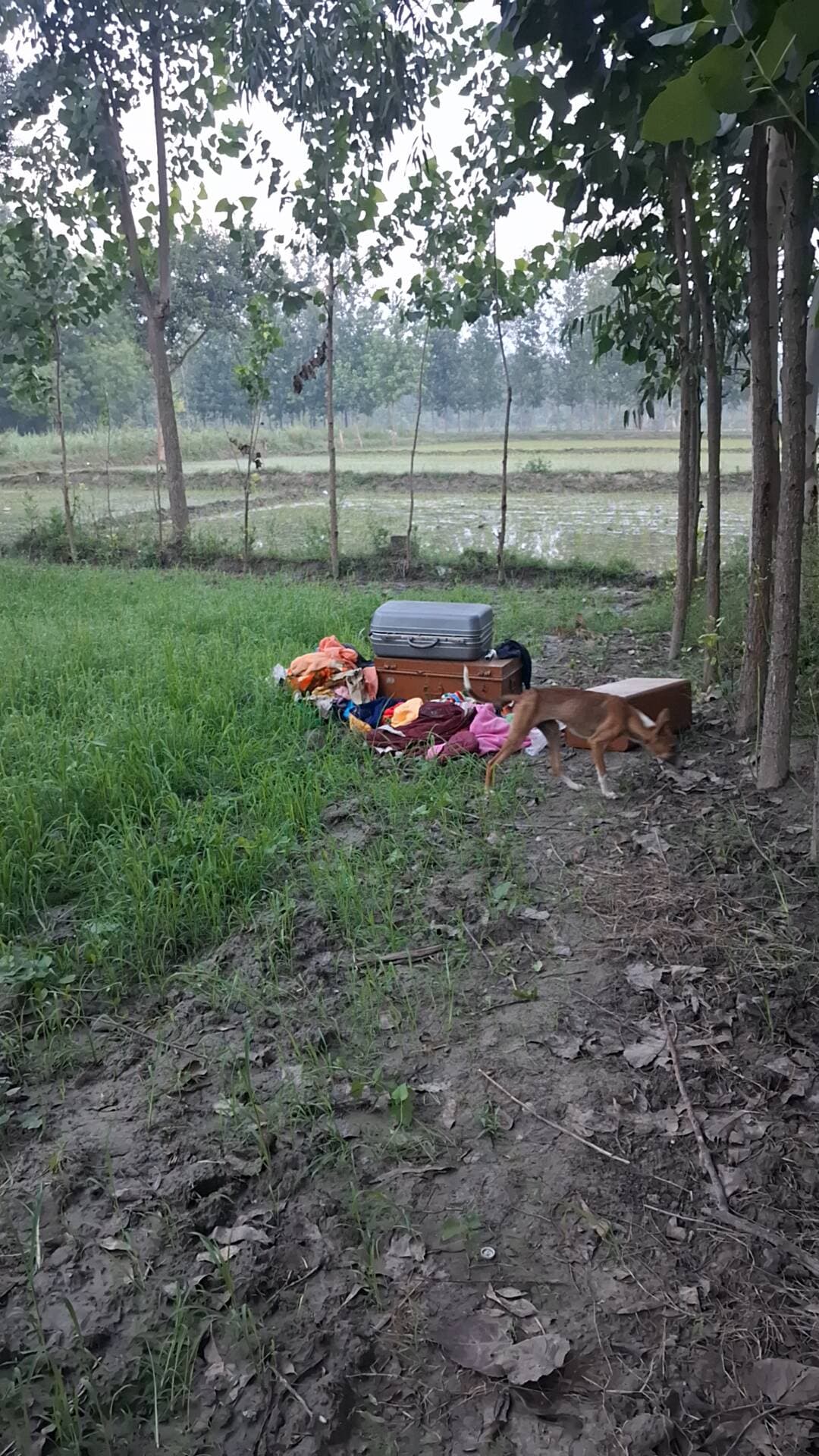 masihabad me chori ho gayi