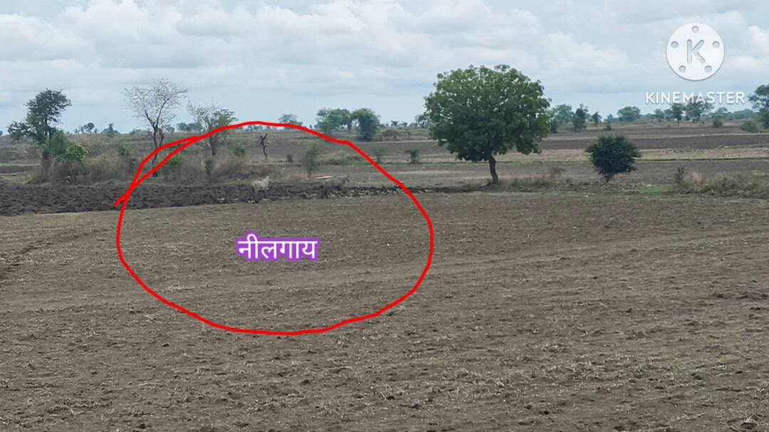 हटा के समीप करैया गांव में देखी गई नीलगाय फ़सल को पहुंचा रहे हैं नुकसान