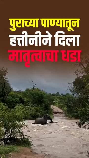 पुराच्या पाण्यातून आपल्या पिलाला वाचवताना हत्तीनीची मोठी धडपड Flood Water