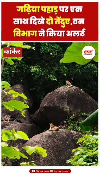 🐆 कांकेर के गढ़िया पहाड़ पर एक साथ दो तेंदुए दिखाई देने से क्षेत्र में दहशत का माहौल है। दोनों तेंदुए चट्टानों पर बैठे हुए स्थानीय लोगों के मोबाइल कैमरे में कैद हुए। रिहायशी इलाके के पास वन्यजीवों की मौजूदगी को देखते हुए लोगों ने वन विभाग को सूचना दी है। फिलहाल लोगों से सतर्क रहने और जंगल की ओर अनावश्यक आवाजाही से बचने की अपील की जा रही है। ऐसी ही तेज़ और भरोसेमंद खबरों के लिए The Live News को Follow करें।
⚠️ डिस्क्लेमर: यह पोस्ट स्थानीय स्रोतों एवं प्राप्त वीडियो के आधार पर तैयार की गई है। आधिकारिक पुष्टि एवं आगे की जानकारी संबंधित विभाग द्वारा जारी की जाएगी।
#Kanker #Leopard #BreakingNews #Wildlife #TheLiveNews