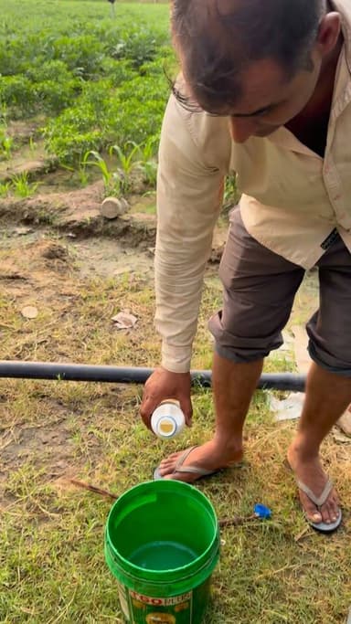 बेंगन में कीड़े की स्प्रे की
#reel #