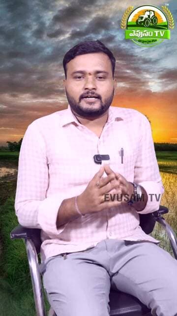 Jai Sriram Paddy Variety Telugu | Yield | Milling % | Market Demand | Rice Farming 2026 || Evusam Tv