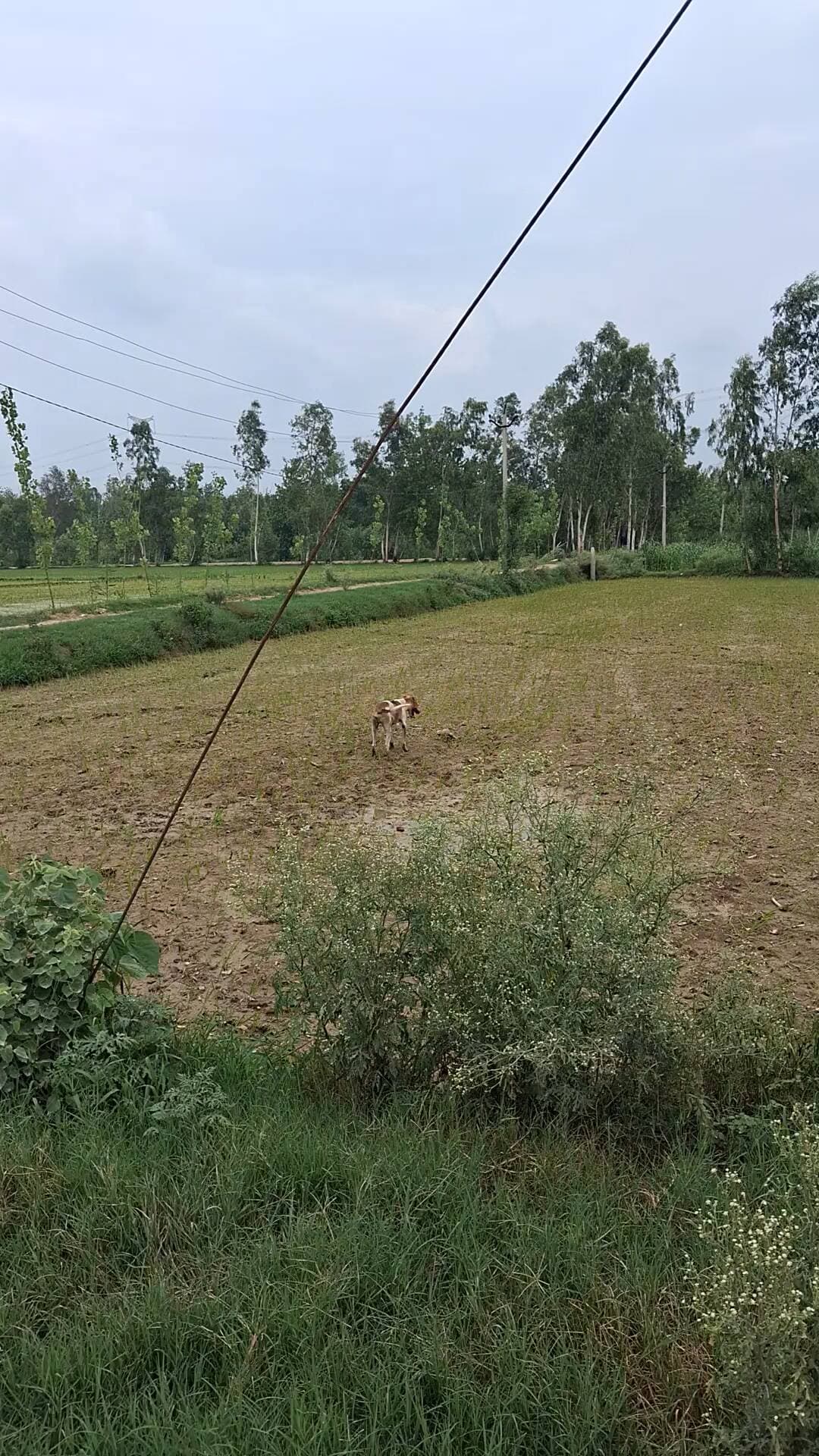 masihabad me aaj subha dikha hai