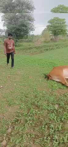 सेगांव: तेज हवा से बिजली का पोल गिरा, दो बैल को लगा करंट, एक बैल की मौत एक घायल
#सेगावन्यूज़ #हादसा #बिजली #किसान #मौत #बारिश