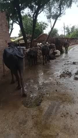 barkua ki nuw khabar cc par hi bes bDi h