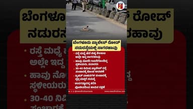 Bengaluru Palace Road ನಡುರಸ್ತೆಯಲ್ಲಿ ನಾಗರಹಾವು #Cobra #PalaceRoad #Bengaluru #Trafficdisruptions