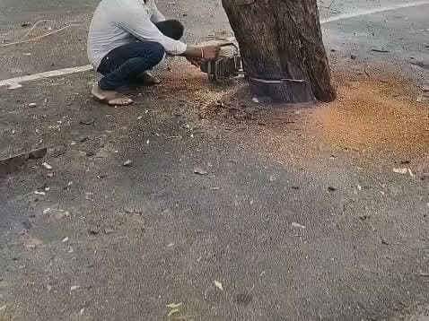 मुख्यमंत्री के आगमन की तैयारियों में हरे-भरे पेड़ों की कटाई पर विवाद, पर्यावरण प्रेमियों और छात्रों में आक्रोश
बांदा में मुख्यमंत्री श्री योगी आदित्यनाथ के 9 जुलाई के प्रस्तावित आगमन से पूर्व की जा रही तैयारियों के दौरान हरे-भरे पेड़ों की कटाई को लेकर विवाद खड़ा हो गया है। पंडित जवाहरलाल नेहरू महाविद्यालय से कालू कुआँ मार्ग तक सड़क किनारे लगे कई पेड़ों को मशीनों से जड़ सहित काटे जाने का आरोप लगाया गया है। इसके अलावा शहर के अन्य मार्गों पर भी पेड़ों की कटाई की बात सामने आई है।
स्थानीय नागरिकों और पर्यावरण प्रेमियों का कहना है कि जिन पेड़ों को काटा गया, वे न तो जनसभा स्थल के बीच में थे और न ही उस स्थान पर हेलीपैड का निर्माण होना था। उनका दावा है कि ये पेड़ सड़क और मैदान के किनारे सुरक्षित खड़े थे तथा आवागमन में किसी प्रकार की बाधा नहीं बन रहे थे। प्रत्यक्षदर्शियों के अनुसार, प्रशासनिक अधिकारी मुख्यमंत्री के कार्यक्रम की तैयारियों का हवाला दे रहे हैं, जबकि मुख्यमंत्री स्वयं पर्यावरण संरक्षण और व्यापक वृक्षारोपण पर लगातार जोर देते रहे हैं। ऐसे में सवाल उठ रहा है कि यदि कटाई हुई है, तो इसके पीछे क्या कारण थे और क्या आवश्यक अनुमतियां ली गई थीं।
पर्यावरण प्रेमी यश त्रिवेदी ने इसे प्रकृति के साथ "अनैतिक कृत्य" बताते हुए कहा कि भीषण गर्मी और लगातार बढ़ते तापमान से जूझ रहे बांदा जैसे क्षेत्र में पेड़ों की कटाई भविष्य में ऑक्सीजन और पर्यावरण संकट को और गंभीर बना सकती है।
पूर्व भाजपा जिला कार्यकारिणी सदस्य बाबूराम निषाद ने इस घटना को मुख्यमंत्री की छवि धूमिल करने का प्रयास बताया। वहीं अधिवक्ता एवं छात्र नेता लव सिन्हा ने कहा कि मुख्यमंत्री का स्वागत वृक्षारोपण करके किया जाना चाहिए था, न कि पेड़ों की कटाई के माध्यम से।
'बांदा जल-जंगल-पहाड़ बचाओ अभियान' से जुड़े समाजसेवी ओम राजपूत ने कहा कि यदि इस मामले की निष्पक्ष जांच कर दोषी अधिकारियों के विरुद्ध विभागीय कार्रवाई नहीं की गई, तो पर्यावरण प्रेमी और स्थानीय नागरिक आंदोलन करने के लिए बाध्य होंगे।
बताया गया है कि मामले की जानकारी वन विभाग तथा महाविद्यालय के प्राचार्य को भी दी गई है, लेकिन समाचार लिखे जाने तक किसी ठोस कार्रवाई की सूचना नहीं मिली थी। आंदोलनकारियों का कहना है कि वे इस संबंध में उच्च अधिकारियों तथा प्रदेश के वन मंत्री से भी शिकायत करेंगे।
इस मुद्दे पर शिवा शुक्ला, कार्तिक आनंद, अतुल साहू, हर्ष श्रीवास्तव, पवन अवस्थी, अभिषेक शुक्ला सहित अनेक नागरिकों और छात्रों ने भी नाराजगी व्यक्त की। सभी ने मांग की कि यदि नियमों के विरुद्ध पेड़ों की कटाई हुई है, तो इसकी निष्पक्ष जांच कर जिम्मेदार अधिकारियों की जवाबदेही तय की जाए।
#savetree
