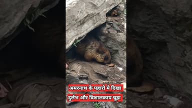 बाबा अमरनाथ के पहाड़ो में दिखा, दुर्लभ एवं विशालकाय चूहा!#viralvideo #viralshorts #viralshort