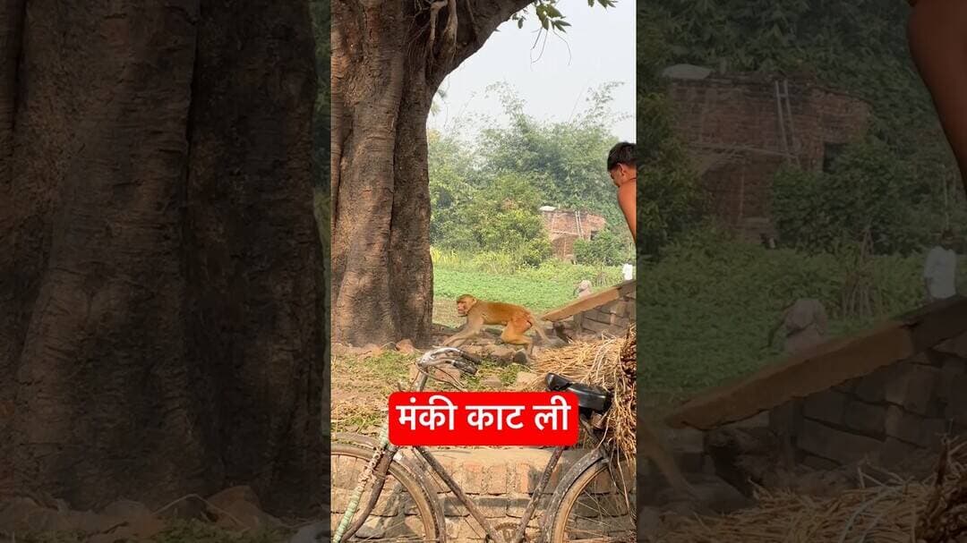 Monkey ko pareshan kar diya #monkey # #sonusinghjournalist #animals #funnyanimals