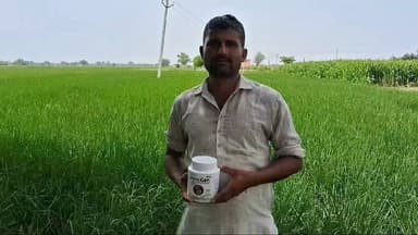 धान की फसल में जड़ों के विकास के लिए माइकोराजा ( माइकोजेन 250 ग्राम / एकड़ ) #धान #अग्रसत्व #agrosatvaplus #paddy