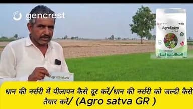 धान की फसल में जड़ोंके विकास के लिए। #धान #अग्रसत्व #agrosatvaplus #paddy
