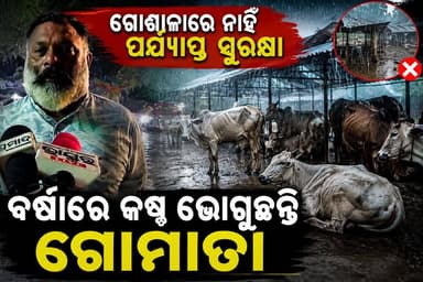 ଅସୁରକ୍ଷିତ ପୃଥ୍ୱୀରାଜ ଗୋଶାଳା; ପ୍ରବଳ ବର୍ଷାରେ ଖୋଲା ଆକାଶ ତଳେ ଗୋମାତା
#BreakingNews #CowShelter #Goshala #CowProtection #Gaumata #HeavyRain #RainAlert #AnimalWelfare #GoSevak #BalangirNews #OdiaNews #SankalpaSamachar #SaveCows #Monsoon #ବିରଳନେବତ୍ସ
#ସଙ୍କଳ୍ପସମାଚାର #Balangir #Bolangir #Odisha #OdishaNews