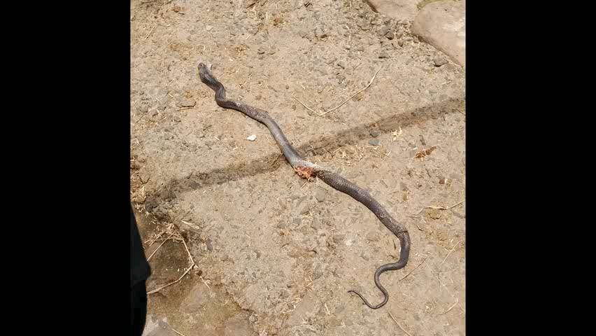 बांसवाड़ा कुशलगढ़ के काकनवानी गांव में सांप के काटने से भैंस की हुई मौत