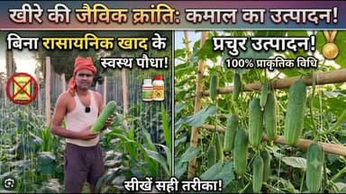 यह खीरा प्राकृतिक विधि से उगाया गया है। बिना रासायनिक खाद के भी पौधा स्वस्थ है और अच्छा उत्पादन दे रहा है। #प्राकृतिक #खीरा_की_खेती #farminglife🌾👨🌾 #reel Yogendra Prajapati