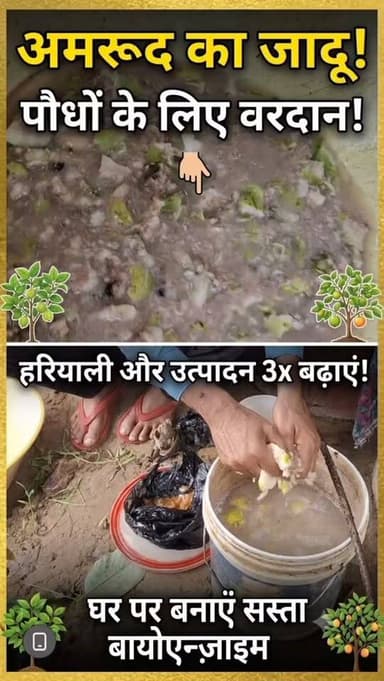 पके प्राकृतिक अमरूद को मसलकर पौधों की वृद्धि, हरियाली और उत्पादन बढ़ाने वाला जैव रसायन तैयार किया जा रहा है।