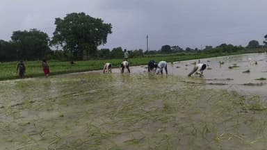 #रसूलाबाद कहीं हल्की तो कहीं तेज बारिश, धान किसानों को मिली बड़ी राहत खेतों में लौटी रौनक