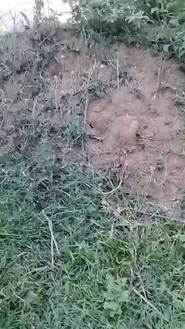 Live highlight