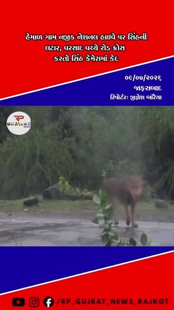 રાજુલા-ઉના નેશનલ હાઇવે પર સિંહની શાહી લટાર, વીડિયો થયો વાયરલ