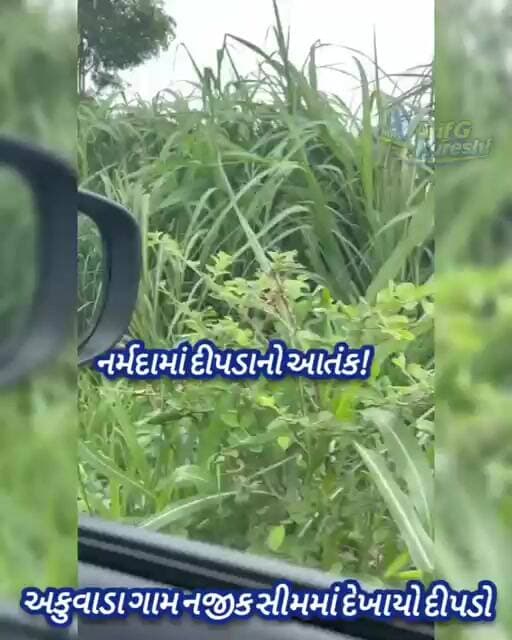 અકુવાડા ગામની સીમમાં દેખાયો દીપડો. ગ્રામજનોમાં ભયનો માહોલ,વન વિભાગ આવા દીપડાને પકડવા માટે નિષ્ફળ.