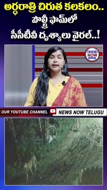 అర్ధరాత్రి చిరుత కలకలం పౌల్ట్రీ ఫామ్లో సీసీటీవీ దృశ్యాలు వైరల్!...Leopard causes midnight stir